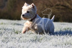 Terrier - West Highland White