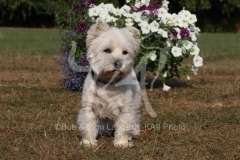 Terrier - West Highland White