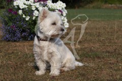 Terrier - West Highland White