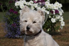 Terrier - West Highland White