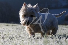Terrier - West Highland White