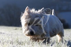 Terrier - West Highland White