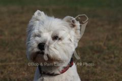 Terrier - West Highland White