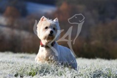 Terrier - West Highland White