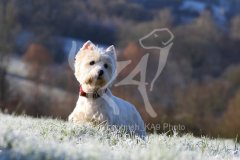 Terrier - West Highland White