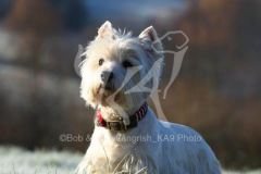 Terrier - West Highland White