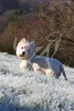 Terrier - West Highland White