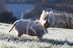 Terrier - West Highland White