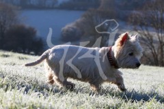 Terrier - West Highland White