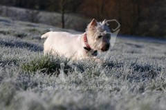 Terrier - West Highland White