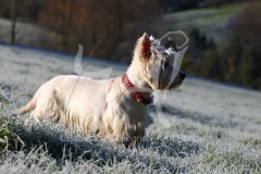 Terrier - West Highland White
