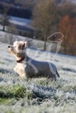 Terrier - West Highland White