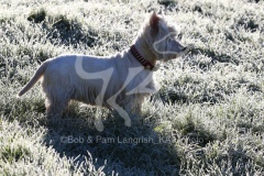 Terrier - West Highland White