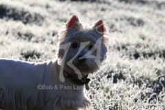 Terrier - West Highland White