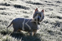 Terrier - West Highland White