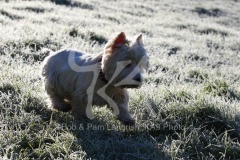 Terrier - West Highland White