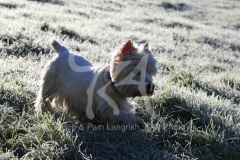 Terrier - West Highland White