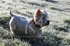 Terrier - West Highland White