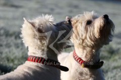 Terrier - West Highland White