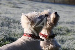 Terrier - West Highland White