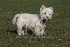 Terrier - West Highland White