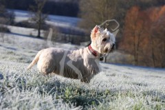Terrier - West Highland White