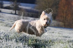 Terrier - West Highland White