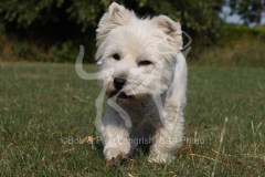 Terrier - West Highland White