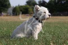 Terrier - West Highland White