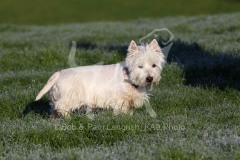 Terrier - West Highland White