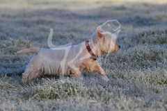 Terrier - West Highland White