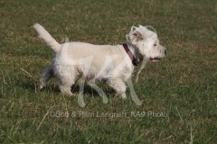 Terrier - West Highland White