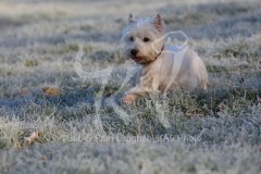Terrier - West Highland White