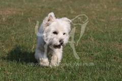 Terrier - West Highland White