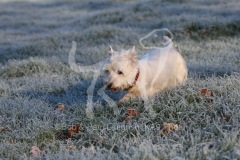 Terrier - West Highland White