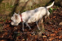 Terrier - West Highland White