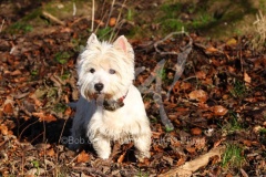 Terrier - West Highland White