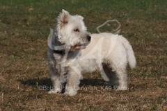 Terrier - West Highland White