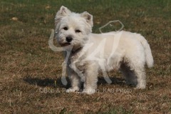 Terrier - West Highland White