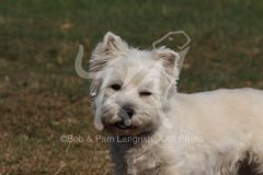 Terrier - West Highland White