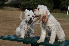 Terrier - West Highland White