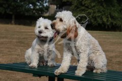 Terrier - West Highland White