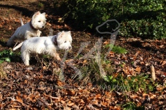 Terrier - West Highland White