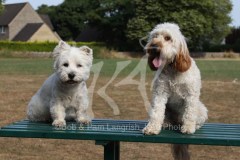 Terrier - West Highland White