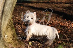 Terrier - West Highland White