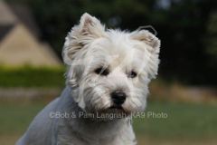Terrier - West Highland White