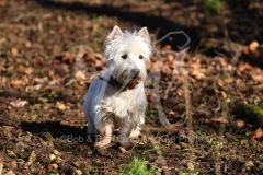 Terrier - West Highland White