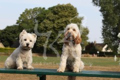Terrier - West Highland White