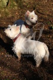 Terrier - West Highland White