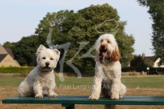 Terrier - West Highland White